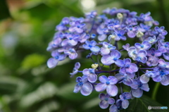 紫陽花2016@久安寺