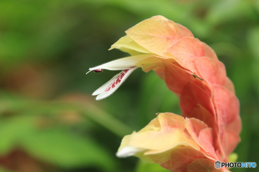 神代植物公園さんぽ
