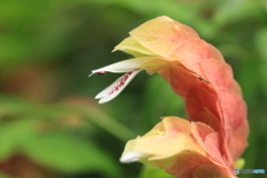 神代植物公園さんぽ