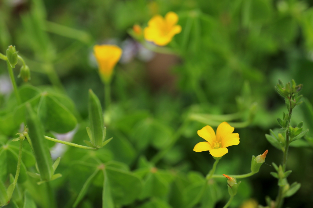 荒牧バラ公園