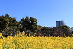 ぶらぶらさんぽ＠浜離宮恩賜庭園