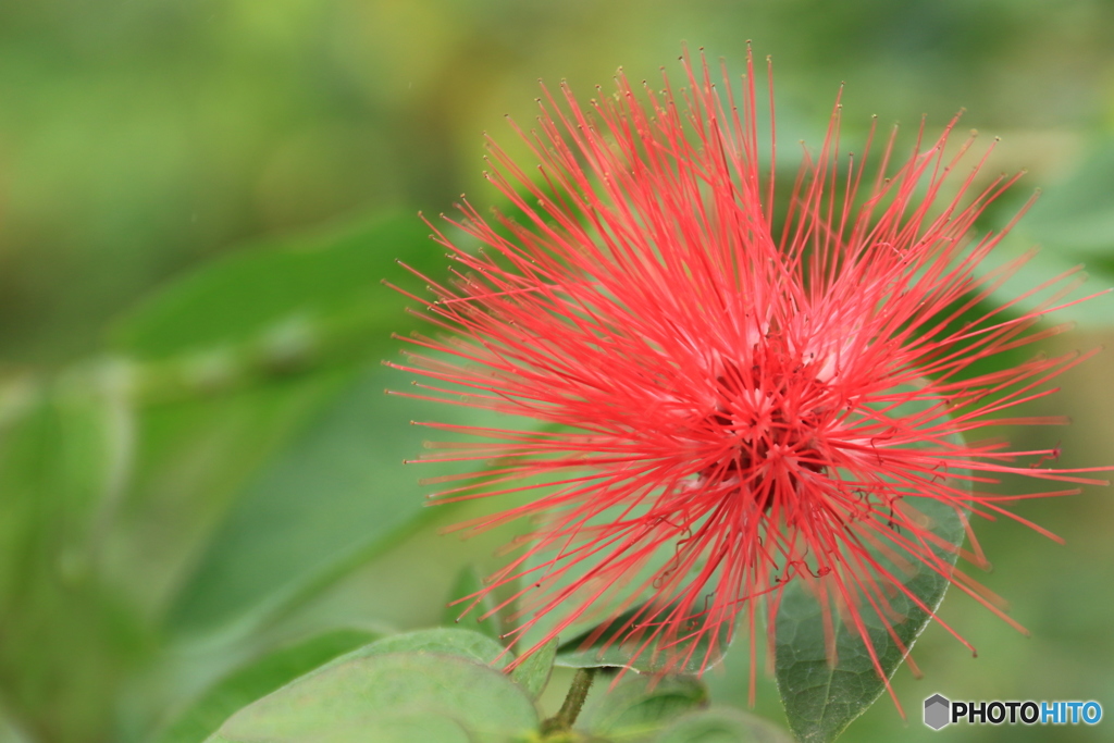 神代植物公園さんぽ