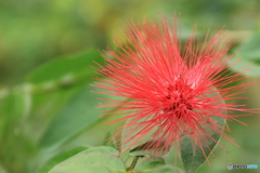 神代植物公園さんぽ