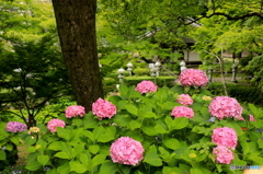 紫陽花2016@久安寺