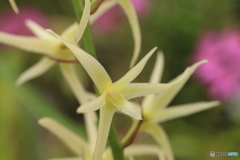 神代植物公園さんぽ