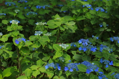 神戸市森林植物園