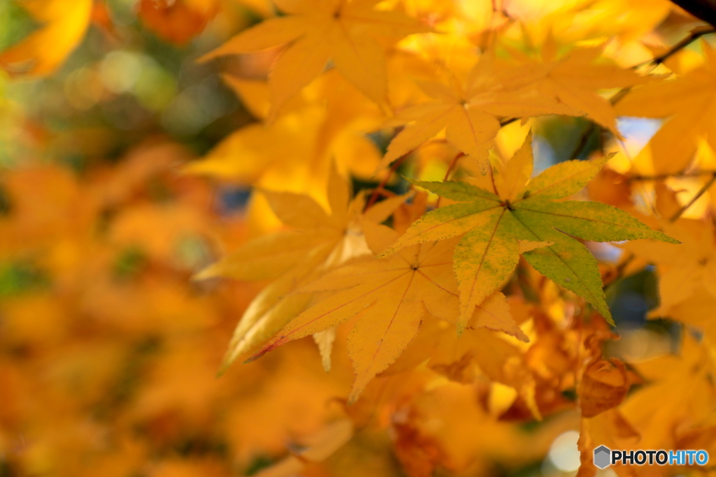 紅葉＠国営昭和記念公園