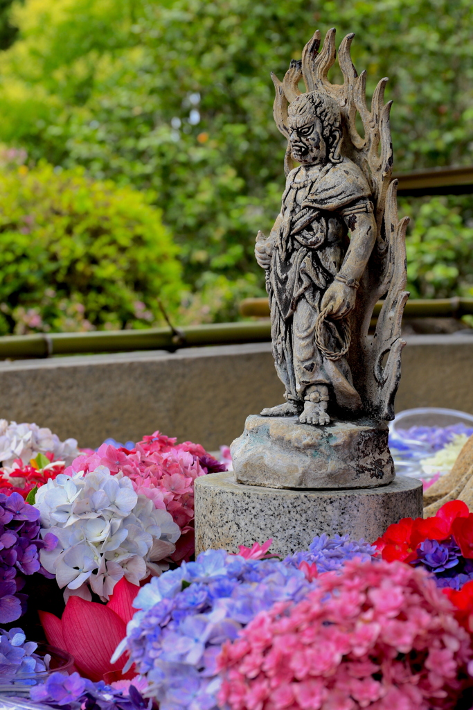 京都宇治・三室戸寺