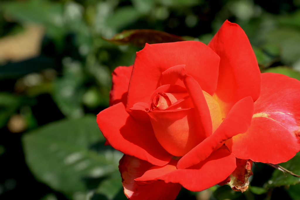 ぷらぷらさんぽ＠荒牧バラ公園