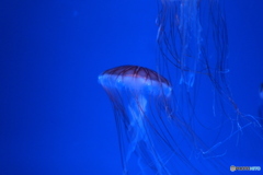 押上・浅草散歩