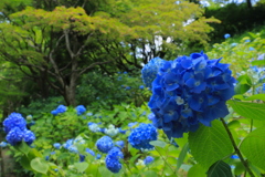 神戸市森林植物園