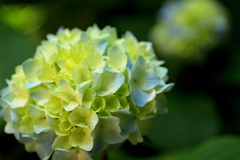 神戸市森林植物園