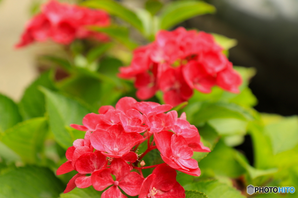 紫陽花2016@久安寺