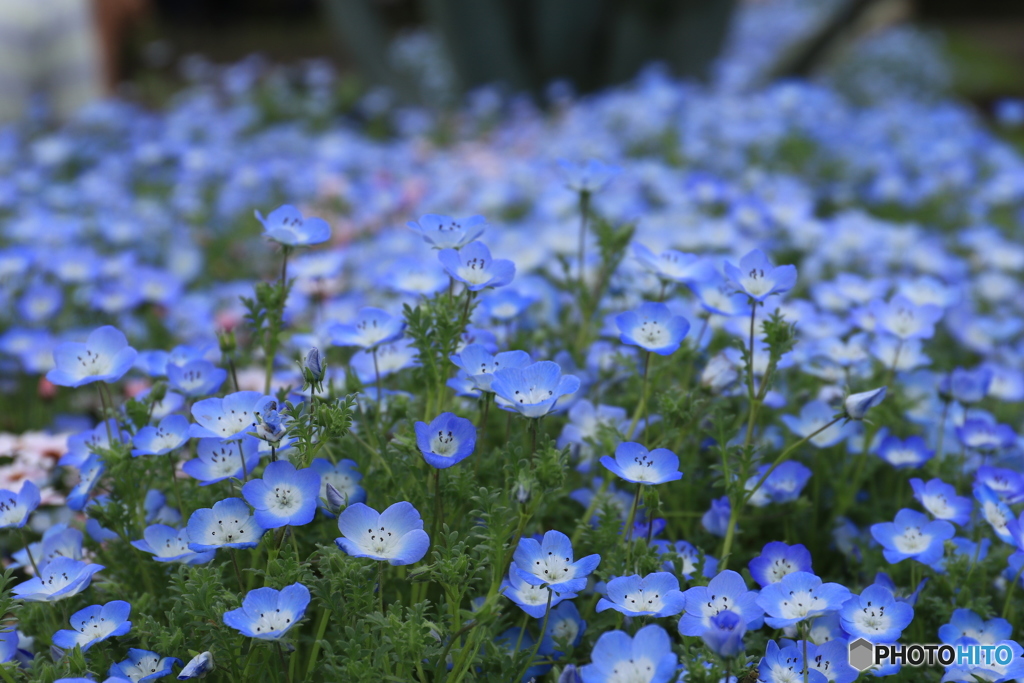 神代植物公園さんぽ