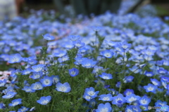 神代植物公園さんぽ