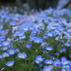 神代植物公園さんぽ