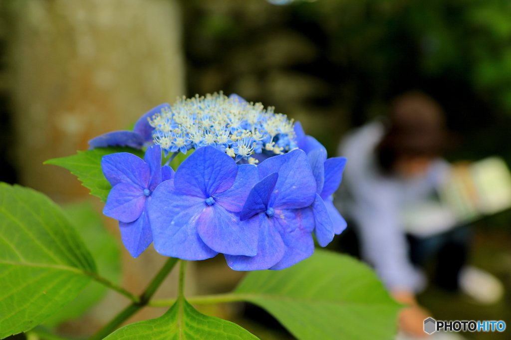 紫陽花2016@久安寺