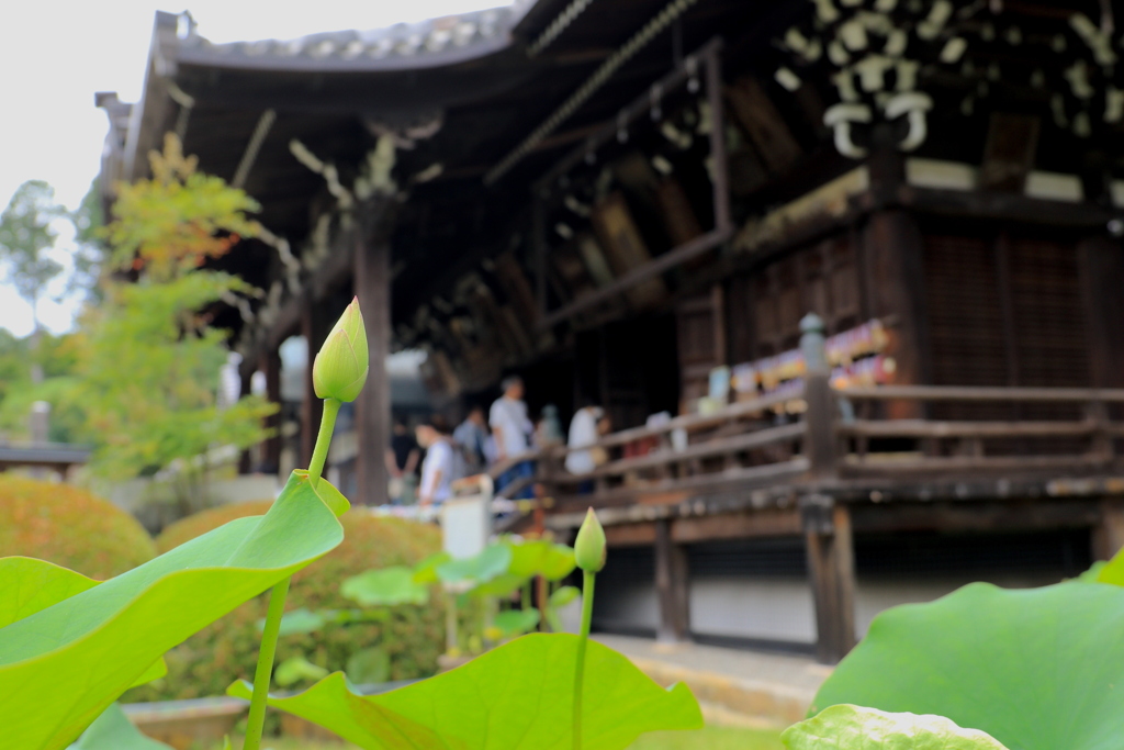 京都宇治・三室戸寺