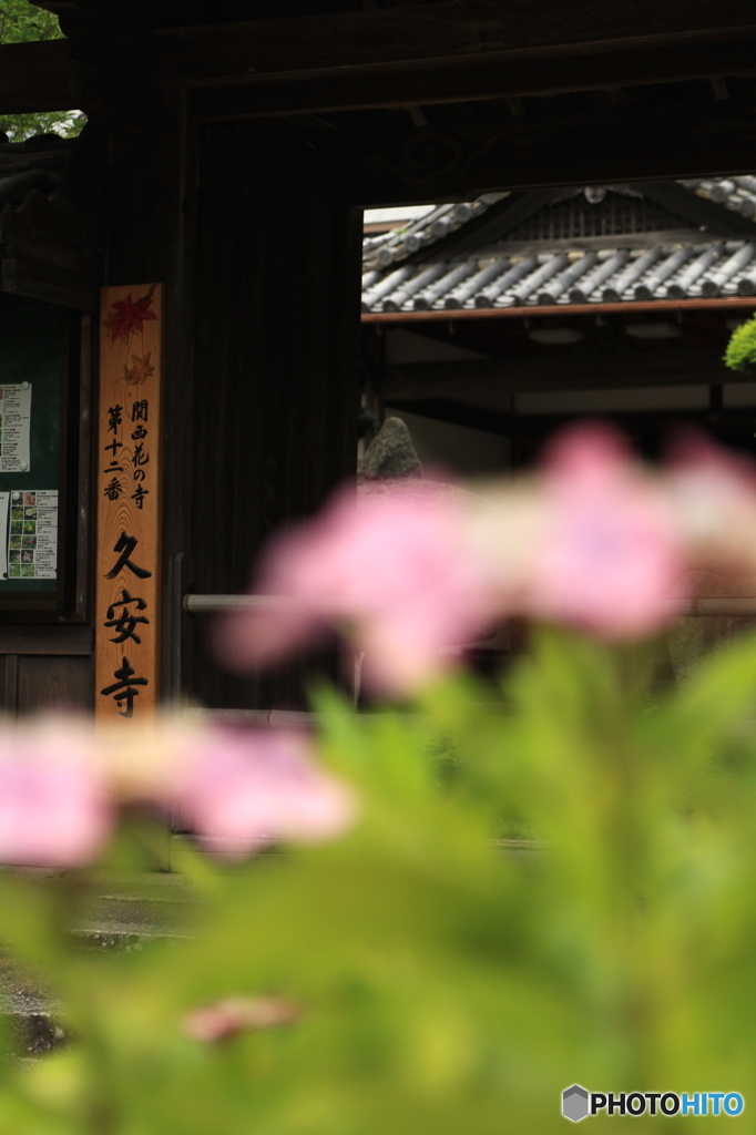 紫陽花2016@久安寺