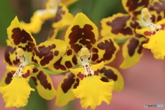 神代植物公園さんぽ