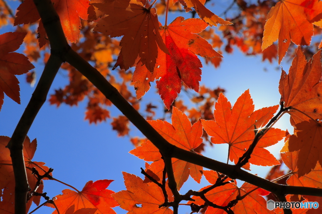 紅葉＠国営昭和記念公園