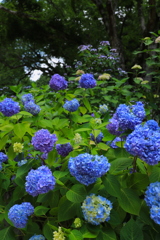 神戸市森林植物園