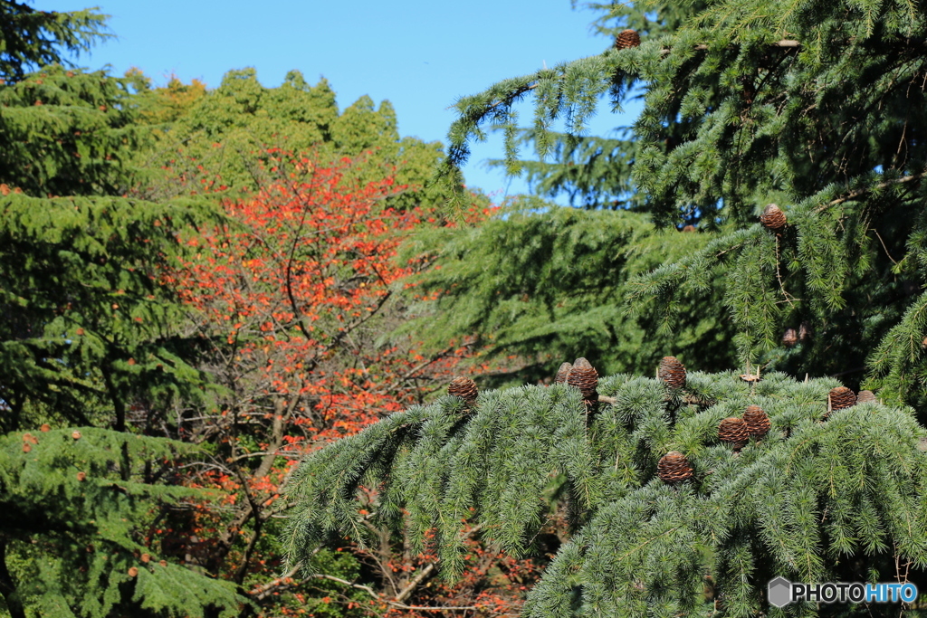 紅葉＠国営昭和記念公園