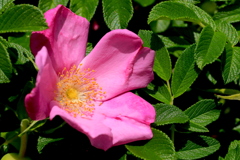 ぷらぷらさんぽ＠荒牧バラ公園