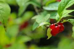 神戸市森林植物園