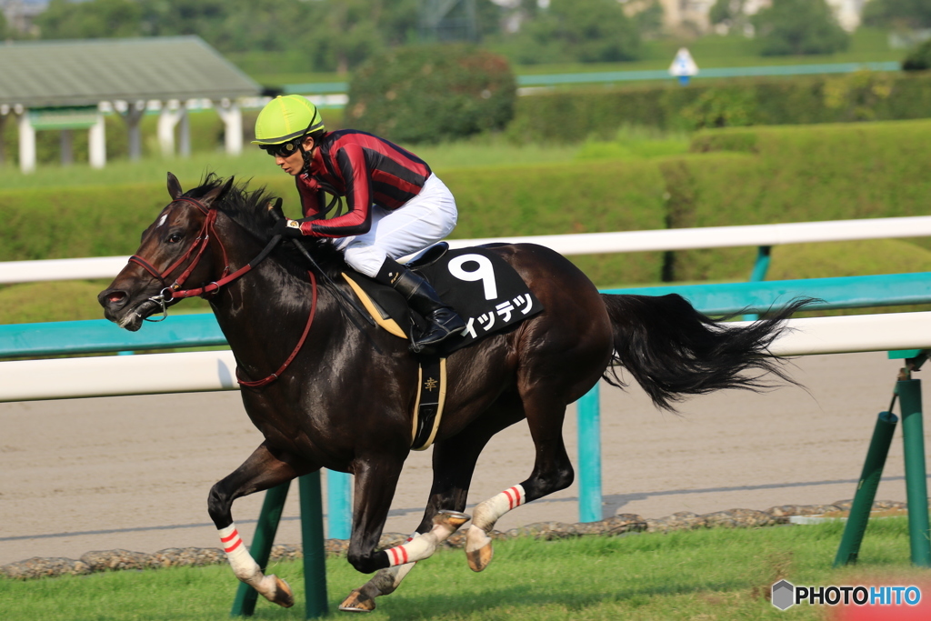 JRA阪神競馬場