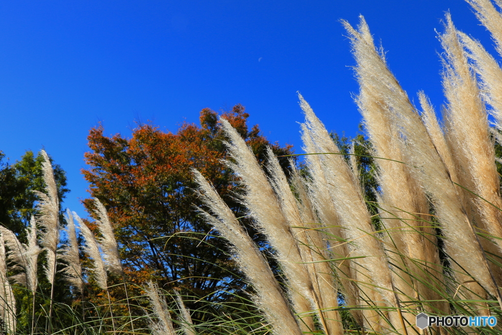紅葉＠国営昭和記念公園