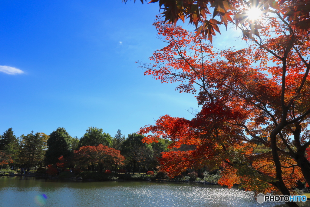 紅葉＠国営昭和記念公園