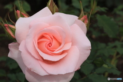 神代植物公園さんぽ