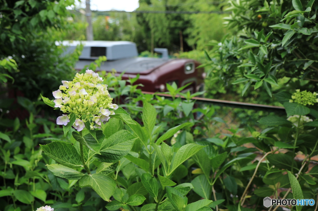 紫陽花2015@頼光寺