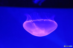 押上・浅草散歩