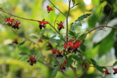 神代植物公園さんぽ