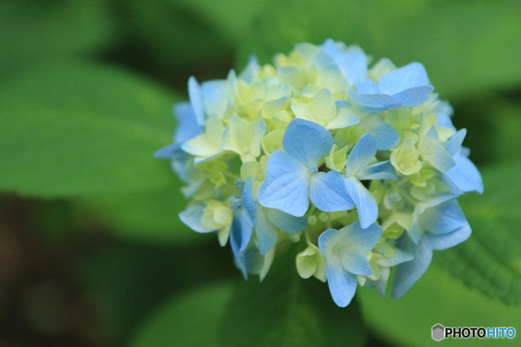 紫陽花2015@頼光寺