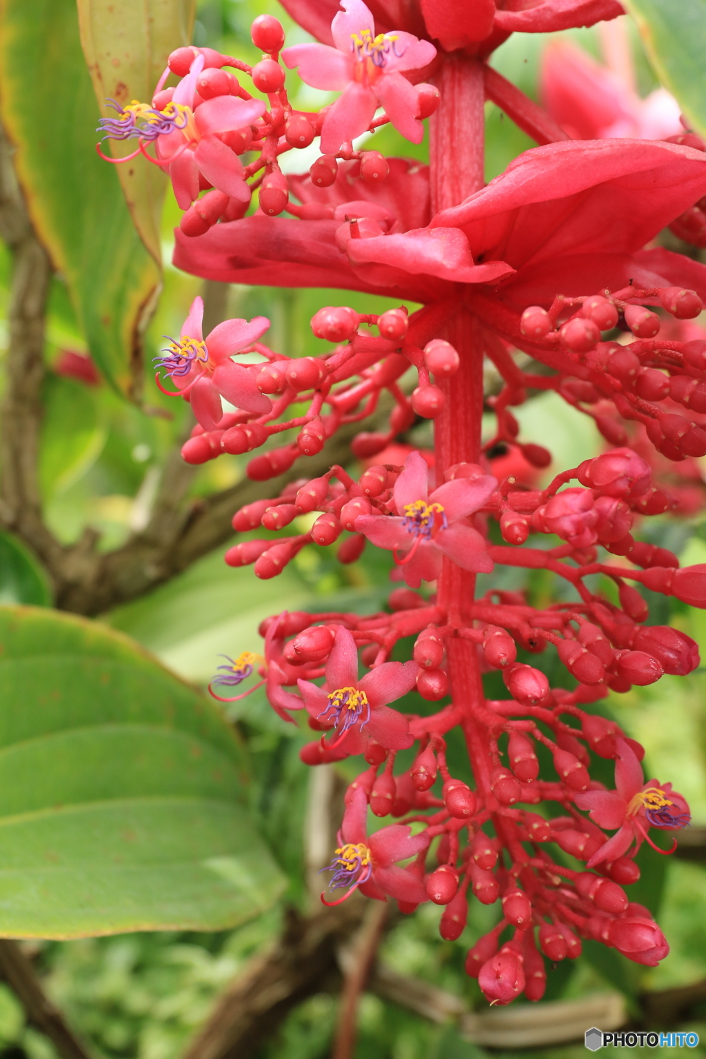 神代植物公園さんぽ