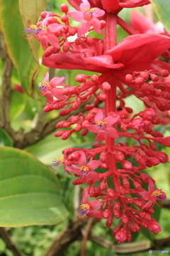 神代植物公園さんぽ