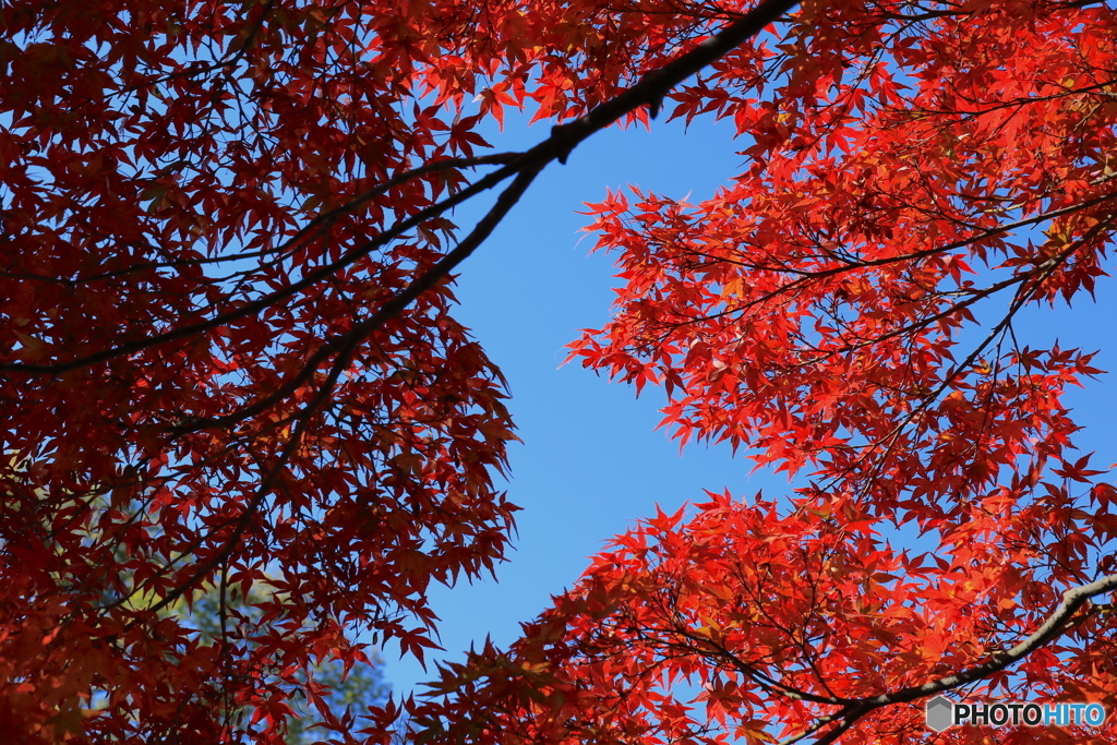 紅葉＠国営昭和記念公園