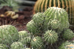 神代植物公園さんぽ