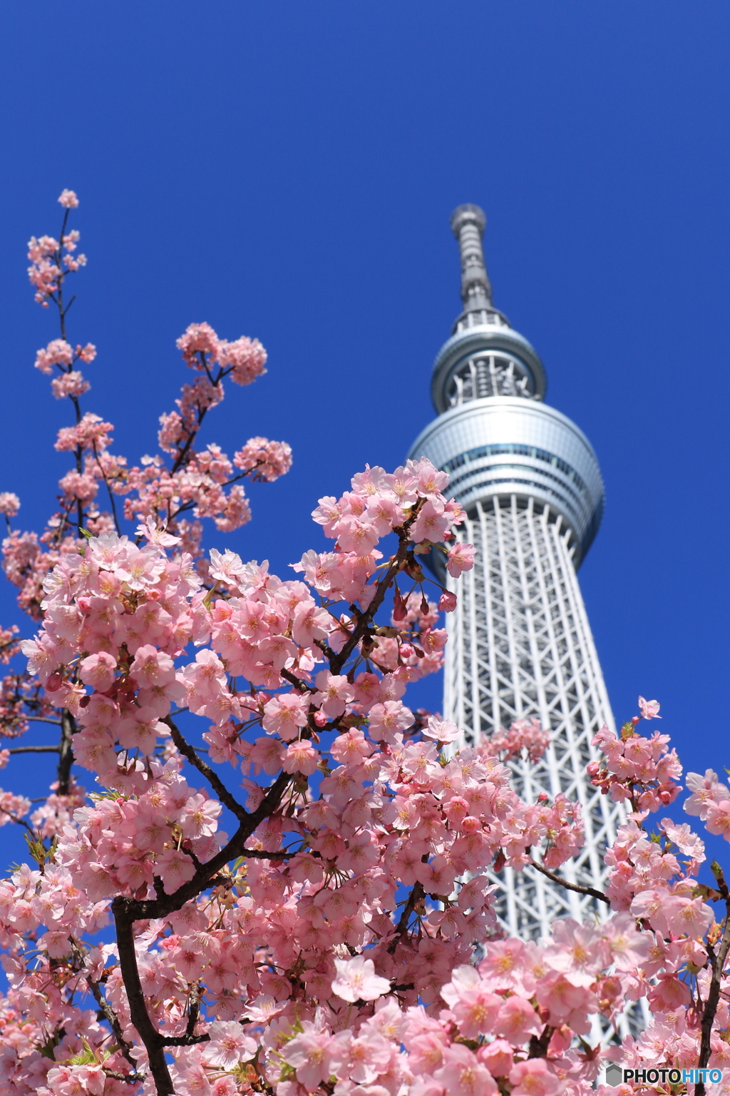 押上・亀戸さんぽ