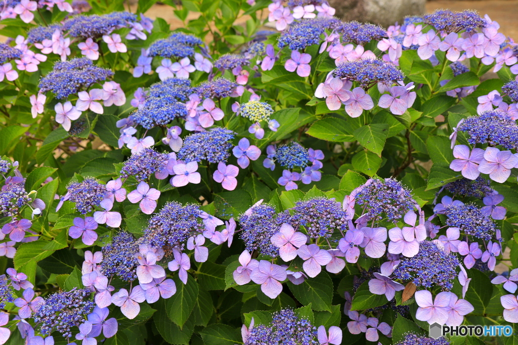 紫陽花2016@久安寺