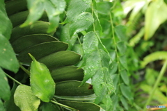 神代植物公園さんぽ