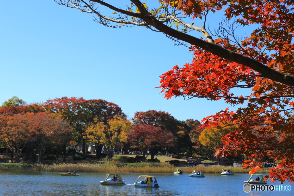 紅葉＠国営昭和記念公園