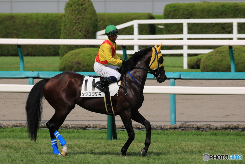 JRA阪神競馬場