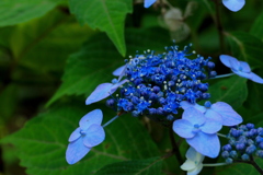 神戸市森林植物園