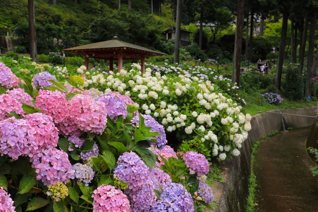 京都宇治・三室戸寺