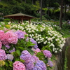 京都宇治・三室戸寺