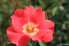 神代植物公園さんぽ